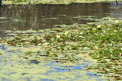 Nymphaea mexicana