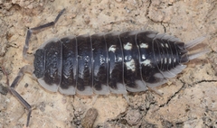 Porcellio ornatus