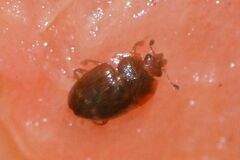 Stelidota geminata
