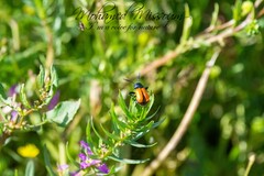 Labidostomis taxicornis