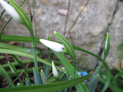 Galanthus