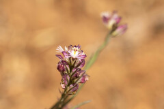 Polygala gayi