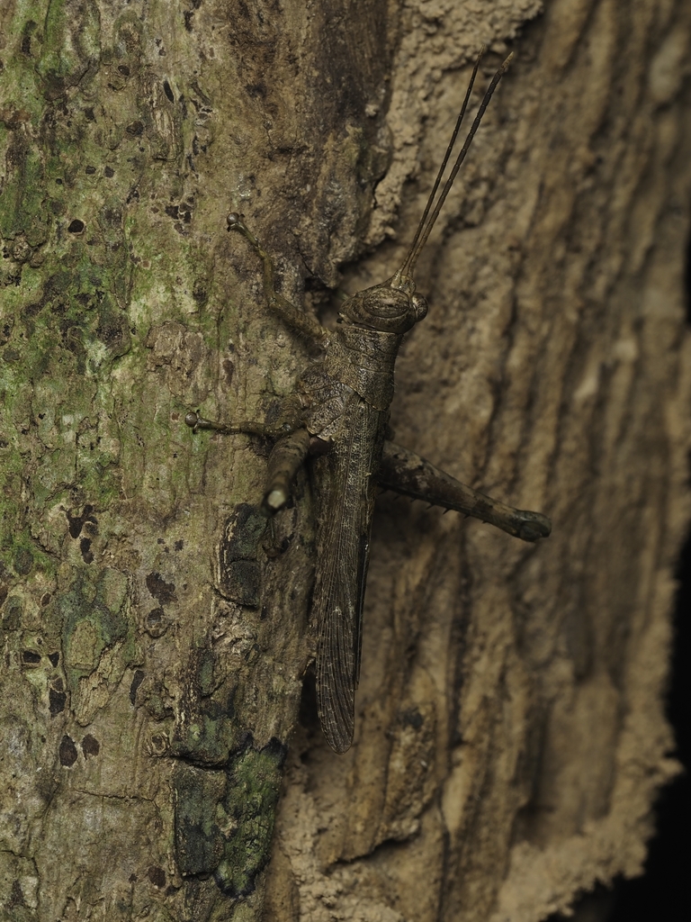 Parastenocrobylus macilentus
