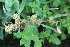 Rumex palustris