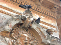 Columba livia domestica