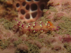 Coryphellina exoptata