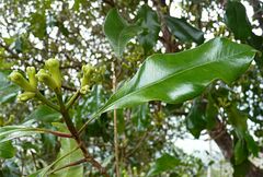 Syzygium aromaticum