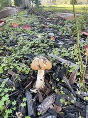 Amanita velosa
