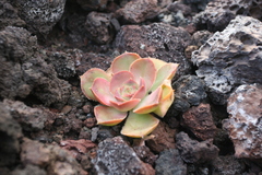 Aeonium