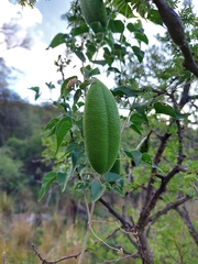 Amphilophium carolinae