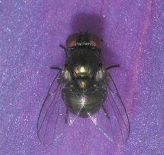 Agromyzinae