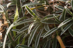 Stachys spinosa