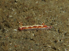 Hypselodoris decorata