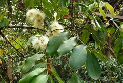 Syzygium grande