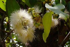 Syzygium grande