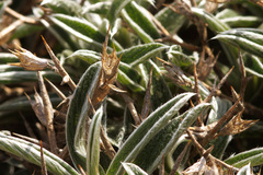 Stachys spinosa
