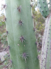 Cereus aethiops