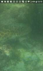 Sphoeroides testudineus