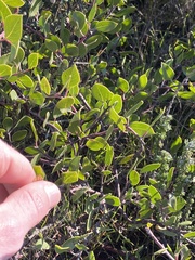 Arctostaphylos hookeri hookeri