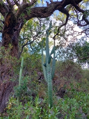Cereus aethiops