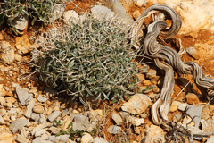 Stachys spinosa