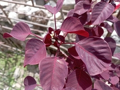 Euphorbia cotinifolia