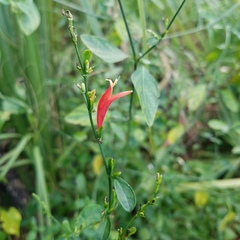 Dicliptera sexangularis