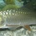 Copper Mahseer - Photo (c) 
Ben Laloo, some rights reserved (CC BY)