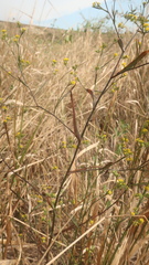 Bupleurum brachiatum