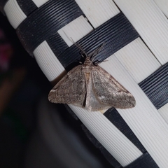 Alsophila pometaria