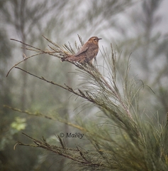 Cacomantis merulinus