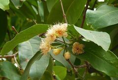 Syzygium samarangense