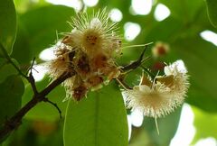 Syzygium samarangense