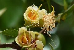 Syzygium samarangense