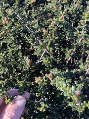 Ceanothus dentatus