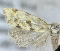 Aethes deutschiana