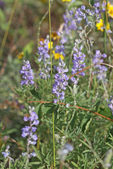 Lupinus argenteus argenteus