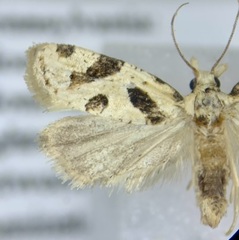 Aethes rana