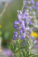 Lupinus argenteus argenteus