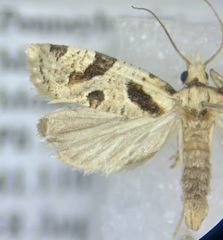 Aethes rana