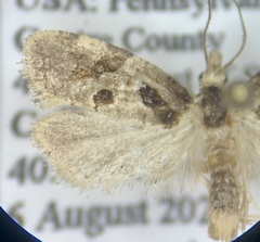 Aethes rana