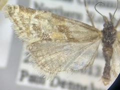 Aethes deutschiana