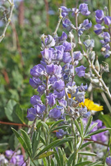 Lupinus argenteus argenteus