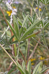 Lupinus argenteus argenteus