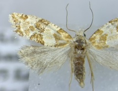 Aethes argentilimitana