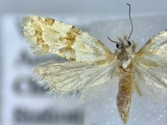 Aethes argentilimitana