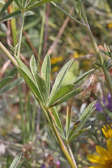 Lupinus argenteus argenteus
