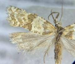 Aethes argentilimitana