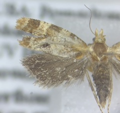 Aethes interruptofasciata