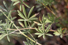 Lupinus argenteus argenteus